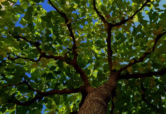 Tree Pruning